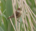 /album/my-local-birding-gallery/reed-warbler-on-dewsbury-sf-2-jpg/